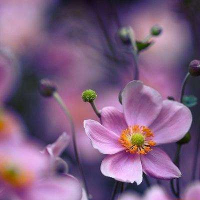 森迪公主婚纱秀