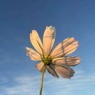 3D怪物卡车完美版